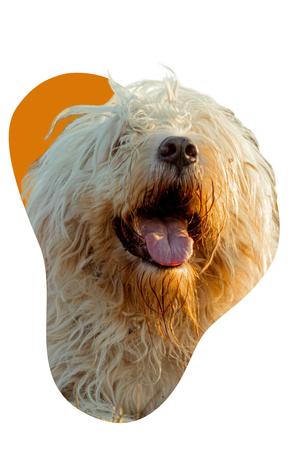 Pawprint image