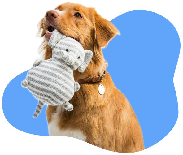 Donate supplies via our Amazon Wishlist - Paw Print