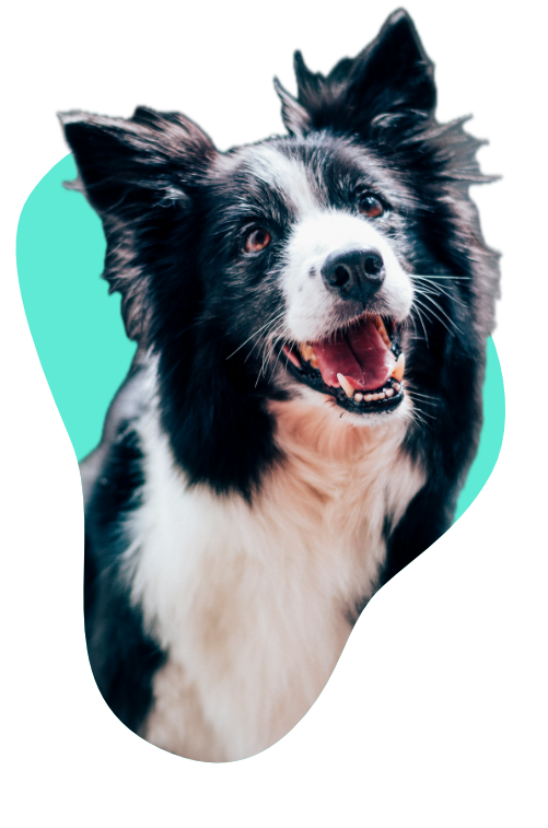 Pawprint image