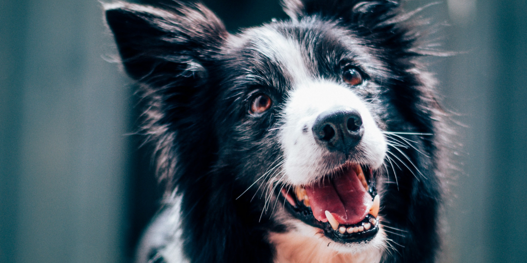 Local Animal Shelters